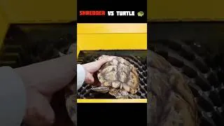 Thumbnail: Turtle 🐢 Vs Shredder? 🥵 #shorts