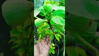 Thumbnail: multiple garden  fruit vegetable flowers medicinal hurb and indoor outdoor #vegetablegardening