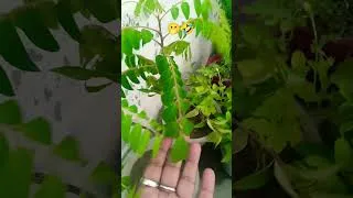 Thumbnail: #shootlove कड़ी पत्ता फिर से हो गया हैजिंदा 🤫🤣 #shortsfeed #love #nature #garden #plants #flowers
