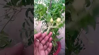 Thumbnail: how to grow watermelon plant #nature #shortsfeed #viral #greenlove #flowers #vegegarden