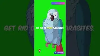 Thumbnail: Anting I The Bizarre Bird Behavior You Won’t Believe I Navigate