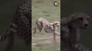 Thumbnail: cheetah fight gazelle #shorts