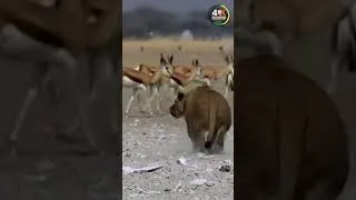 Thumbnail: lion fight impala #shorts
