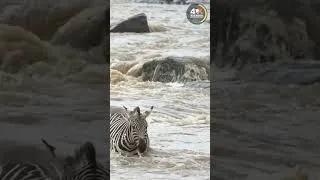 Thumbnail: crocodile fight zebra #shorts
