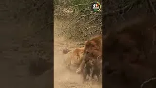 Thumbnail: lion fight hyena #shorts