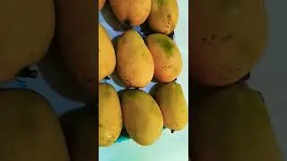 Thumbnail: Which Mango Recipe You Want to Watch!! #mango #shorts