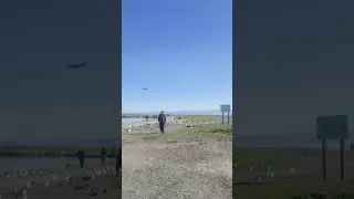 Thumbnail: free bird..