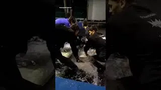 Thumbnail: Belugas and dolphins from Canada start new life in Spain