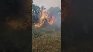 Thumbnail: Fort Worth Nature Center has 26 acre prescribed burn | NBC DFW