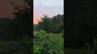 Thumbnail: The birds are singing, Good morning!