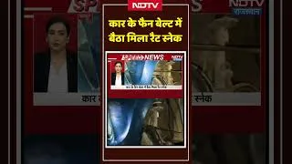 Thumbnail: Jaipur Snake Viral Video: कार के फैन बेल्ट में बैठा मिला रैट स्नेक #snake #shorts #ytshorts #viral