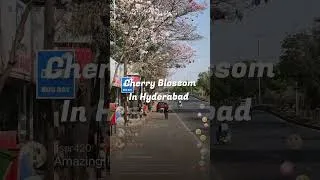 Thumbnail: Mini Japan in Hyderabad – Cherry Blossom Surprise! #cherryblossomseason #trendingnow #naturelovers