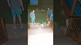 Thumbnail: Beagle is scared of dark #shorts #cute #dog