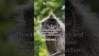 Thumbnail: Silvery Lutung—Dark gray monkeys with orange babies!