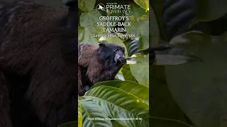 Thumbnail: Geoffroy's Saddle Back Tamarin—Surprisingly Diverse