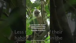 Thumbnail: Rio Cesar White Fronted Capuchin