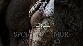 Thumbnail: Gray's Sportive Lemur—Nocturnal Lemurs