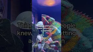 Thumbnail: Hard truths about keeping chameleons