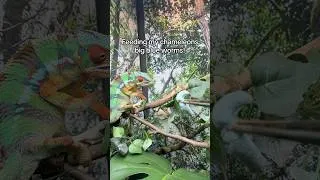 Thumbnail: Chameleons eating big blue worms!