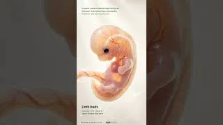 Thumbnail: Origen del sistema nervioso autónomo. Embriología. NESA WORLD®