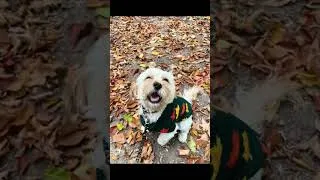 Thumbnail: results from the adorable puppy fall photoshoot! 😍🍁🍂 #cavapoo