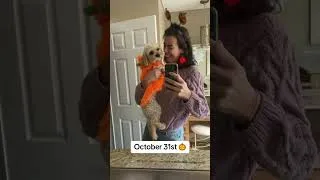 Thumbnail: happy november 1st 🎄#transition #cavapoo