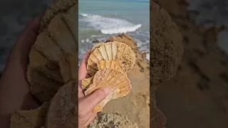Thumbnail: هيجان البحر يكشف أحفورة بحرية نادرة 🦴
