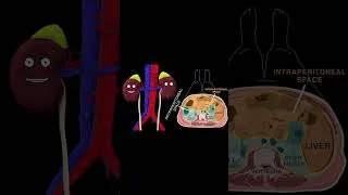 Thumbnail: KIDNEY SONG #animation  #song #anatomy #kidney #kidneyhealth #mnemonic #animation #education
