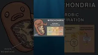 Thumbnail: CELL ORGANELLE SONG #biology #song #science #cell #animation #education #comedy #organelle #funny