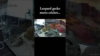 Thumbnail: Leopard Gecko Secrets: Cricket Chase (pt 2)
