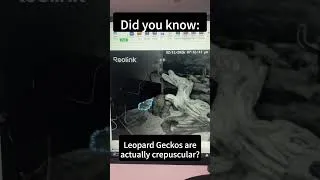 Thumbnail: Leopard Gecko Secrets: Crepuscular Charm (pt 1)