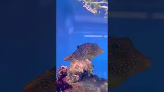 Thumbnail: I made a mistake… #reeftank @Redseafish
