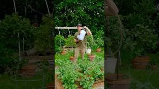 Thumbnail: Liquid Seaweed For Plants
