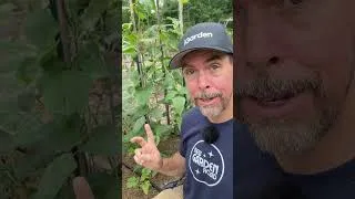 Thumbnail: Gardening In Hot Climates With Yard Long Beans