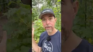 Thumbnail: Growing Vertically For Maximum Production