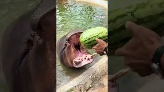 Thumbnail: I Fed a Hippo a WHOLE Watermelon and Its Jaws Did THIS #shortvideo