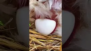 Thumbnail: She Filmed a Chicken Laying an Egg and Got a Face Full of Feathers #shortvideo