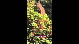 Thumbnail: Monkey on the loose? The Florida city telling residents to watch out