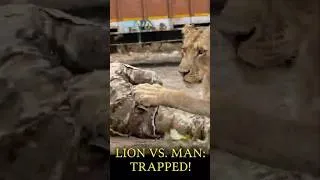 Thumbnail: Terrifying Moment: Lion Refuses to Let Go of Gujarat Man for 30 Minutes!