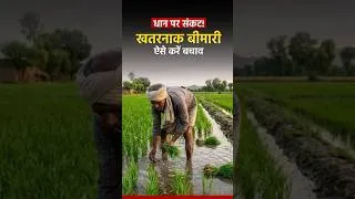 Thumbnail: Rice Dwarf Disease Alert 🚨 धान की फसल पर बड़ा खतरा | किसानों के लिए जरूरी सलाह