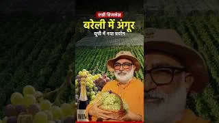 Thumbnail: महाराष्ट्र नहीं, अब यूपी में हो रही अंगूर की खेती! बरेली के प्रोफेसर ने कर दिखाया कमाल Grape Farming