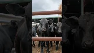Thumbnail: Trump Plans to Let Farmers Process Their Own Meat as Beef Deal Draws Backlash