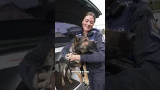 Thumbnail: A day with the New Zealand Police Dog Squad | Brodie Kane