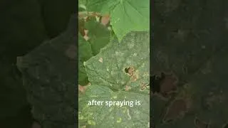 Thumbnail: How to Use Hydrogen Peroxide in the Garden #gardeningvideos #gardensolutions