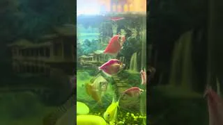 Thumbnail: #bettafish #fish #bluebettafish #fishvideo