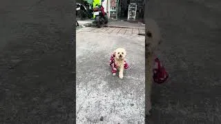 Thumbnail: #doglife #dog #goldenretriever