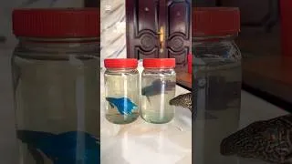 Thumbnail: #bettafish #bettafish #shortvideo