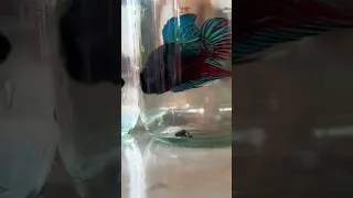 Thumbnail: #shorts #fishing #fish