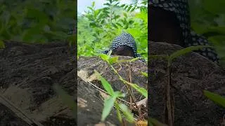 Thumbnail: Survival in the forest
