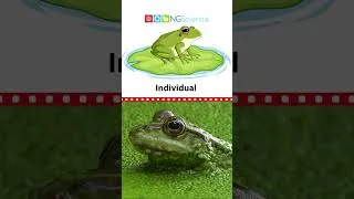 Thumbnail: Ecosystems – What makes up a pond ecosystem? #shorts
